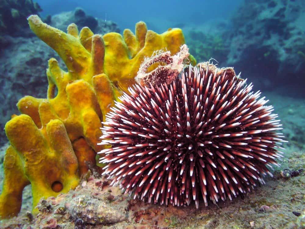 Sea urchin - ouriço-do-mar